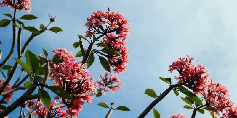 深圳心理咨询发展观察：情绪管理、婚姻咨询与心理辅导如何重塑都市心灵生态